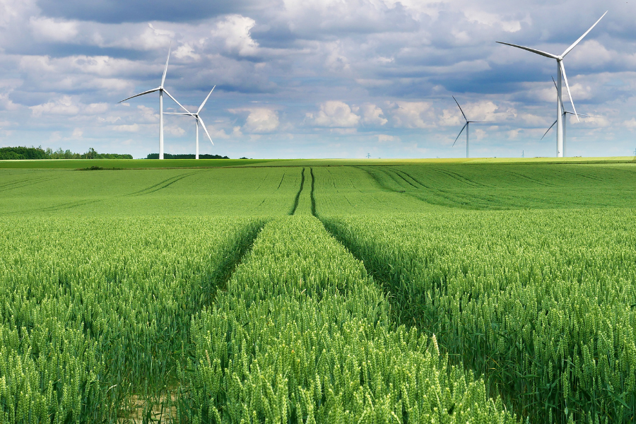 A plantation with windmills 