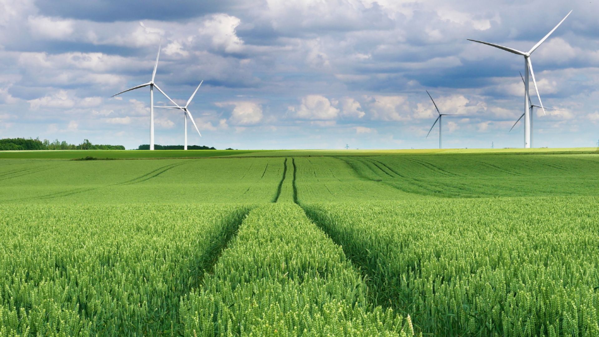 A plantation with windmills