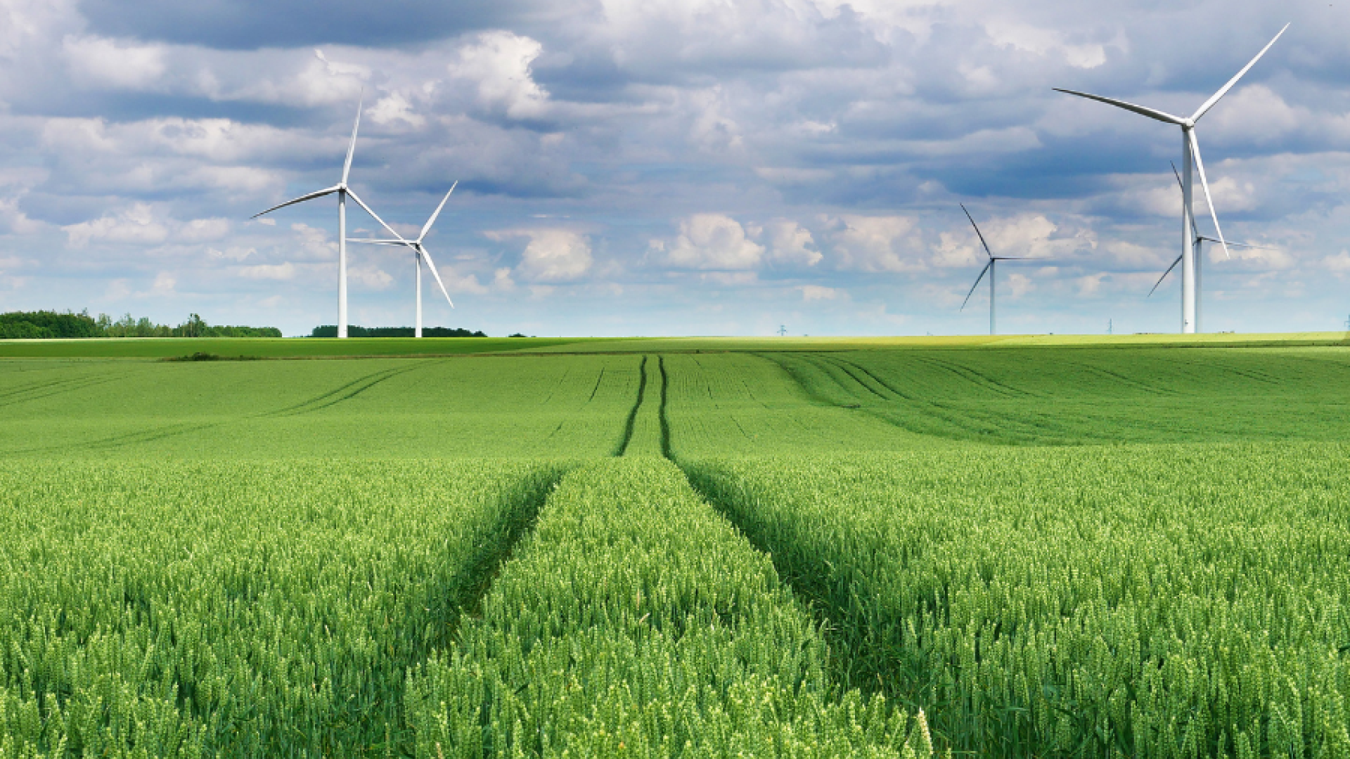 A plantation with windmills 